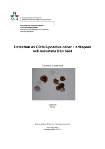Detektion av CD163-positiva celler i ledkapsel och ledvätska från häst