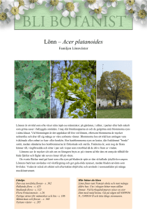 Lönn – Acer platanoides