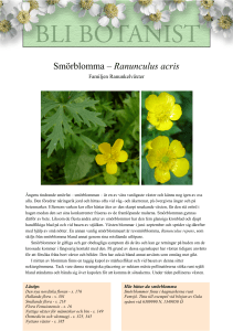 Smörblomma – Ranunculus acris