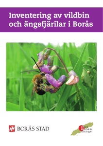 Inventering av vildbin och ängsfjärilar i Borås