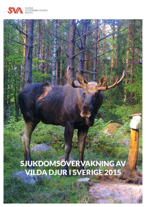 Sjukdomsövervakning av vilda djur i Sverige 2015