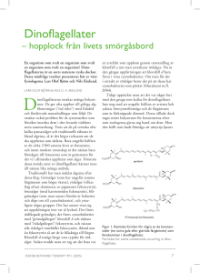 Dinoflagellater - Lunds universitet