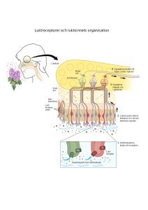 Luktreceptorer och luktsinnets organisation