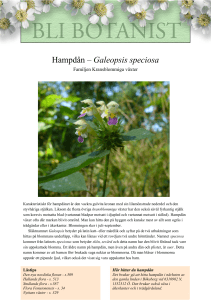 Hampdån – Galeopsis speciosa