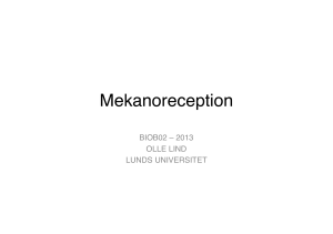 Mekanoreception - Jessica Abbott