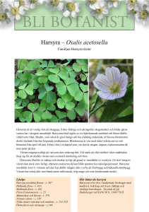 Harsyra – Oxalis acetosella