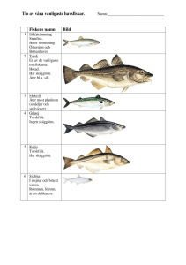 Tio av våra vanligaste havsfiskar. Fiskens namn Bild