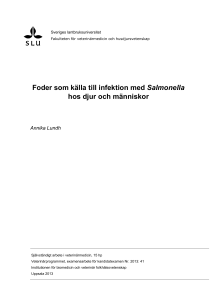 Foder som källa till infektion med Salmonella hos djur och