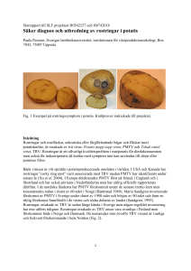 Säker diagnos och utbredning av rostringar i potatis
