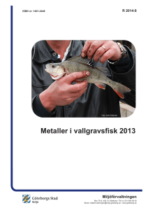 Metaller i vallgravsfisk 2013