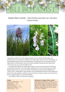 Jungfru Marie nycklar – Dactylorhiza maculata ssp. maculata