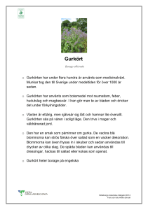 Faktablad - Gurkört - Göteborgs botaniska trädgård