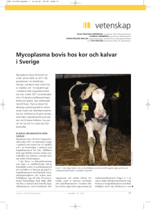 Ericsson Unnerstad et al, M bovis hos kor och kalvar i Sverige