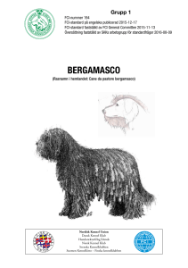bergamasco - Svenska Kennelklubben