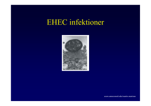 EHEC infektioner