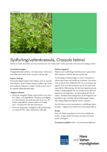 Faktablad: Sydfyrling/vattenkrassula, Crassula helmsii