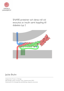 SNARE-proteiner och deras roll vid exocytos av insulin samt