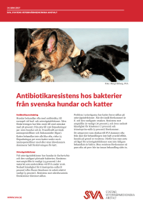Antibiotikaresistens Hund och Katt 2016