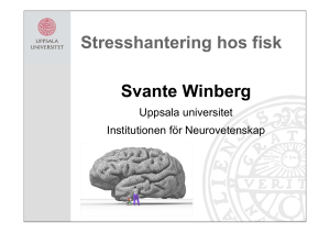 St h t i h fi k Stresshantering hos fisk Svante Winberg