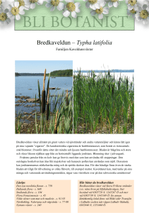 Bredkaveldun – Typha latifolia