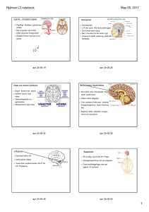 Hjärnan L2.notebook