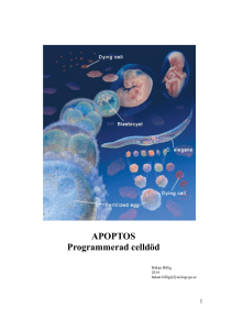 läkarutb_t1_apoptos lecture upd 2014 kompendium