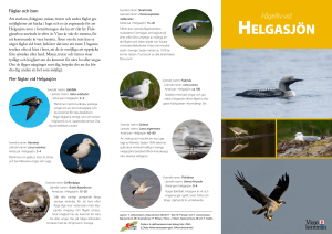Fågelliv vid Helgasjön