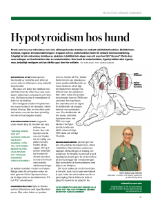 Hypotyroidism hos hund