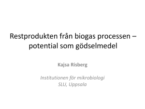 Kajsa Risberg, SLU