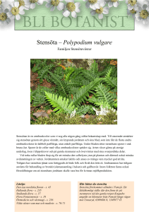 Stensöta – Polypodium vulgare