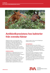 Antibiotikaresistens hos bakterier från svenska hästar