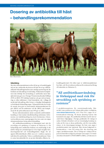 Dosering av antibiotika till häst