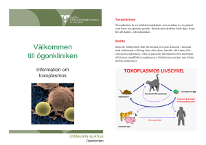 Information om toxoplasmos