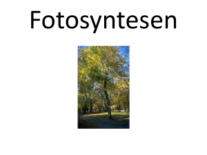 Fotosyntesen - WordPress.com