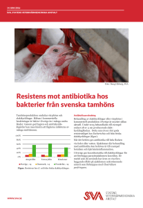Resistens mot antibiotika hos bakterier från svenska tamhöns