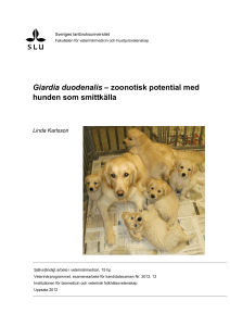 Giardia duodenalis – zoonotisk potential med hunden som