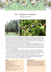 En – Juniperus communis