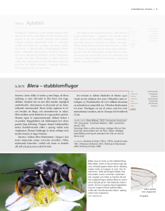 TRIBUS Xylotini SLäKTE Blera – stubblomflugor