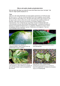 Ohyra och andra skador på gloxiniaväxter