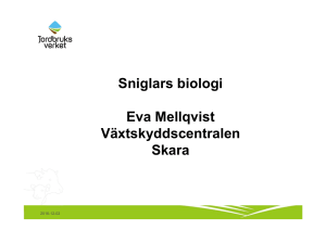 Sniglars biologi Eva Mellqvist Växtskyddscentralen