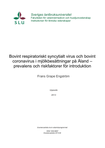 Bovint respiratoriskt syncytialt virus och bovint coronavirus i