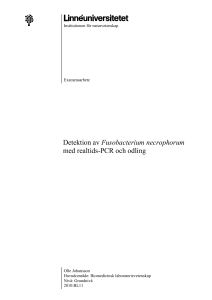 Detektion av Fusobacterium necrophorum med realtids