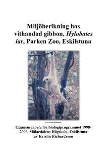 Miljöberikning hos vithandad gibbon, Hylobates lar, Parken