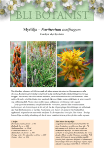 Myrlilja – Narthecium ossifragum